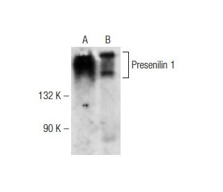 western blotting image from recommended Presenilin 1 (H-5) monoclonal antibody replacement. Image 141719