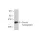Prestin Antibody (1F4) - Western Blotting - Image 350366