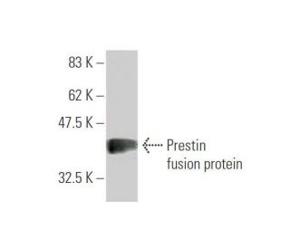 western blotting image from recommended Prestin (1F4) monoclonal antibody replacement. Image 350366