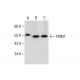PRIM1 Antibody (H-9) - Western Blotting - Image 287505
