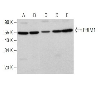 PRIM1 Antibody (H-9) - Western Blotting - Image 380372 