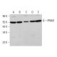 PRIM1 Antibody (H-9) - Western Blotting - Image 380372 