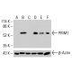 PRIM1 Antibody (H-9) - Western Blotting - Image 415034 