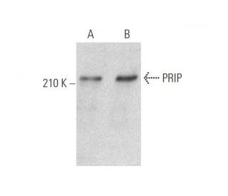 PRIP Antibody (E-12) - Western Blotting - Image 350834