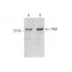 PRIP Antibody (E-12) - Western Blotting - Image 350834