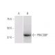 PRKCDBP Antibody (8D3) - Western Blotting - Image 347634 