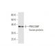PRKCDBP Antibody (8D3) - Western Blotting - Image 350323