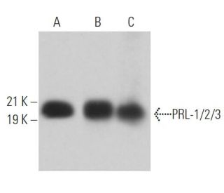 PRL-1/2/3 Antibody (D-6) - Western Blotting - Image 363561 