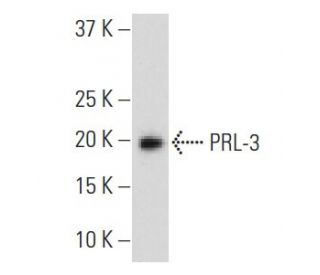 PRL-3 Antibody (111AT714) - Western Blotting - Image 37820