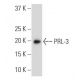 PRL-3 Antibody (111AT714) - Western Blotting - Image 37820