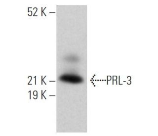 PRL-3 Antibody (318) - Western Blotting - Image 363566