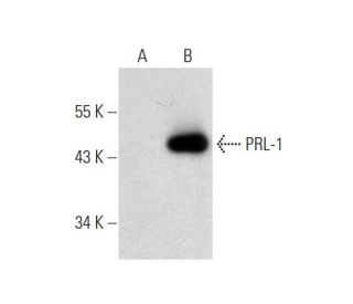 PRL-1/2/3 Antibody (G-10) - Western Blotting - Image 143407The Double Nickase Plasmid features a U6 promoter for sgRNA expression, a 20 nt targeting sequence, and a gRNA scaffold to guide Cas9n. It includes a CBh promoter for Cas9n (D10A) and puromycin resistance, GFP for transfection verification, and nuclear localization signals (NLS). The 2A peptide allows co-expression of Cas9n and Puro from a single promoter, enabling precise genome editing with reduced off-target effects.