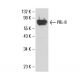 PRL-R Antibody (B10) - Western Blotting - Image 17641 