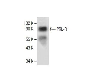 PRL-R Antibody (D-7) - Western Blotting - Image 281633 