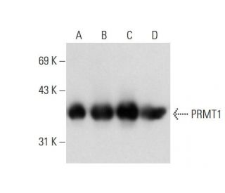 PRMT1 Antibody (B-2) - Western Blotting - Image 129877 