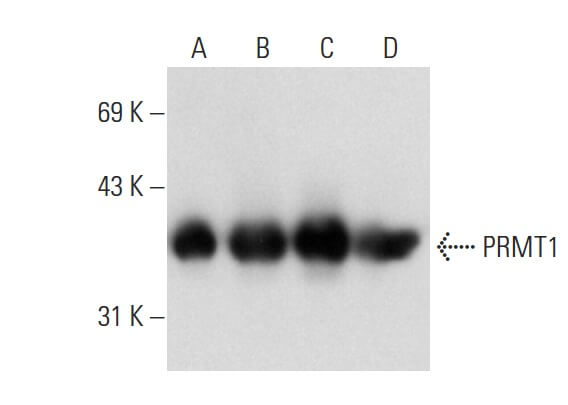 PRMT1 Antibody (B-2) | SCBT - Santa Cruz Biotechnology