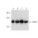 This polyclonal antibody has been discontinued. See our recommended <a href="prmt1-antibody-b-2">PRMT1 (B-2)</a> monoclonal antibody (sample data shown). western blotting image from recommended PRMT1 (B-2) monoclonal antibody replacement. Image 129877