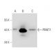 PRMT1 Antibody (PRMT1-171) - Western Blotting - Image 46590