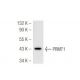 PRMT1 Antibody (PRMT1-171) - Western Blotting - Image 46593 