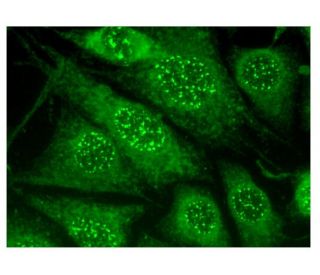 PRMT2 Antibody (B-11) - Immunofluorescence - Image 301903 
