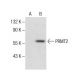PRMT2 Antibody (E-12) - Western Blotting - Image 286038