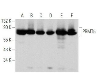 western blotting image from recommended PRMT5 (A-11) monoclonal antibody replacement. Image 355270