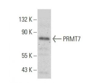 PRMT7 Antibody (E-9) - Western Blotting - Image 359456 