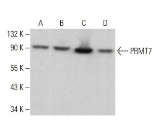 PRMT7 Antibody (D-1) - Western Blotting - Image 375482Each CRISPR/Cas9 Knockout (KO) Plasmid product consists of a pool of 3 plasmids designed to ensure identification and cleavage of a specific gene for maximum knockout efficiency. Each plasmid encodes a unique 20 nt sequence derived from the GeCKO (v2) library.