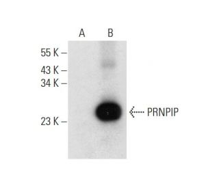 PRNPIP Antibody (F-10) - Western Blotting - Image 318417