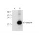 PRNPIP Antibody (F-10) - Western Blotting - Image 318417