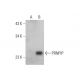 PRNPIP Antibody (F-3) - Western Blotting - Image 344288