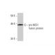 western blotting image from recommended pro-MCH (1D1) monoclonal antibody replacement. Image 348569