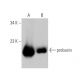 probasin Antibody (F-6) - Western Blotting - Image 360079 