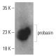 probasin Antibody (F-6) - Western Blotting - Image 401540