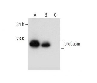 western blotting image from recommended probasin (F-6) monoclonal antibody replacement. Image 298595