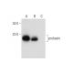 western blotting image from recommended probasin (F-6) monoclonal antibody replacement. Image 298595