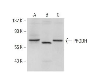 PRODH Antibody (A-11) - Western Blotting - Image 305868 