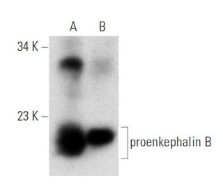 proenkephalin B Antibody (D-6) - Western Blotting - Image 308443 