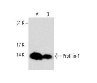 Profilin-1 Antibody (C-2) - Western Blotting - Image 72923 