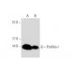 Profilin-1 Antibody (C-2) - Western Blotting - Image 72923 