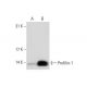 Profilin-1 Antibody (C-2) - Western Blotting - Image 72925
