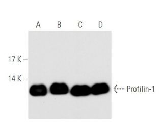 Profilin-1 Antibody (H-4) - Western Blotting - Image 67584 