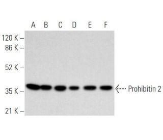 western blotting image from recommended Prohibitin 2 (A-2) monoclonal antibody replacement. Image 354866