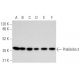 western blotting image from recommended Prohibitin 2 (A-2) monoclonal antibody replacement. Image 354866