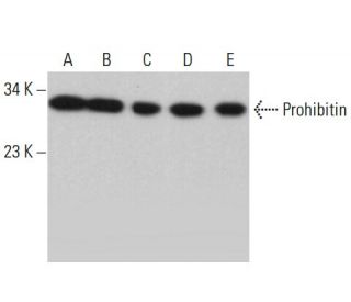 western blotting image from recommended Prohibitin (E-5) monoclonal antibody replacement. Image 379533