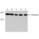 western blotting image from recommended Prohibitin (E-5) monoclonal antibody replacement. Image 379533