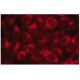 Prolactin Antibody (A-7) - Immunofluorescence - Image 134198 