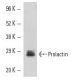 Prolactin Antibody (A-7) - Western Blotting - Image 10922