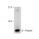 western blotting image from recommended Prolactin (A-7) monoclonal antibody replacement. Image 281183
