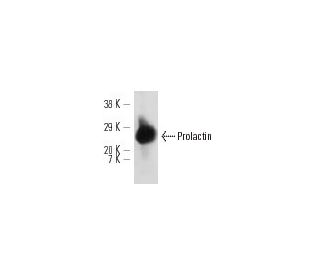 Prolactin Antibody (E-9) - Western Blotting - Image 12717